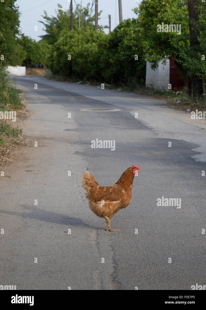 Image: Découvrez les Nouveautés de l'Edition 2 du Casino en Ligne Chicken Road Image: Découvrez les Nouveautés de l'Edition 2 du Casino en Ligne Chicken Road
